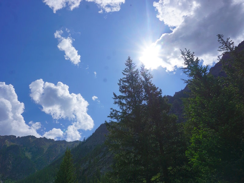 Pine trees on the montainside